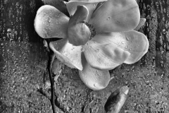 giovanni_ruggeri_foto_still_life_4-scaled